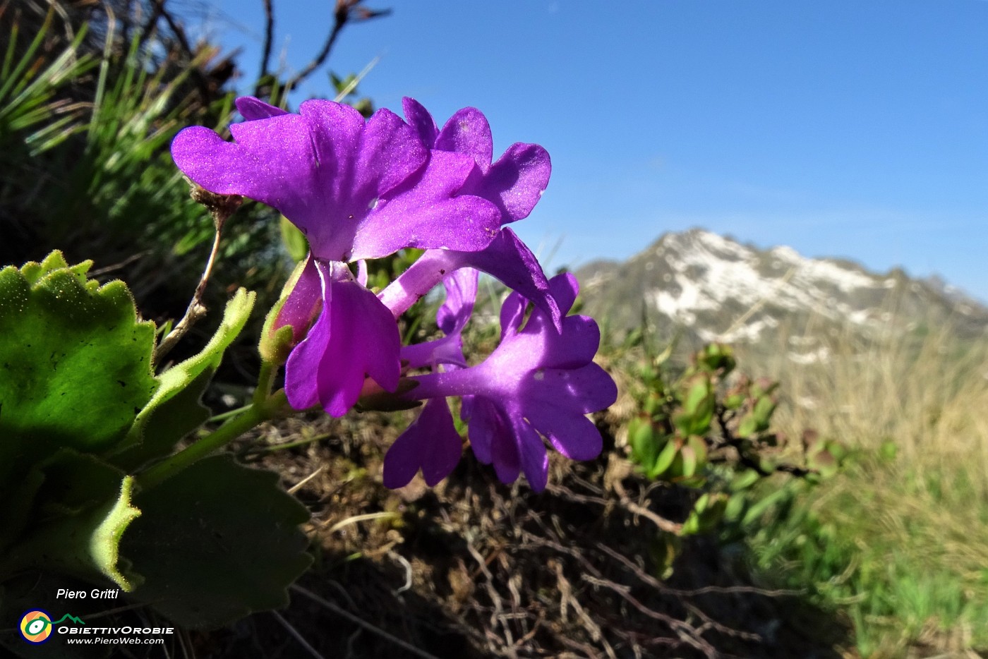 25 Primula irsuta (Prmula hirsuta) con vista verso il Ponteranica.JPG